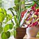 According to Vastu, plant these flowering plants in the house, which will make luck shine