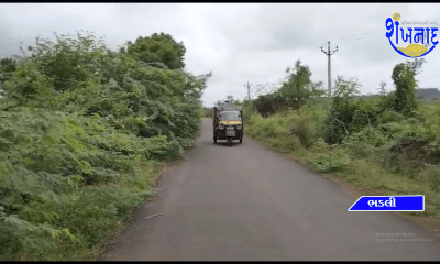 To go to Bhadli village of Sihore, small vehicles have a lot of trouble with acacia clumps on both sides.