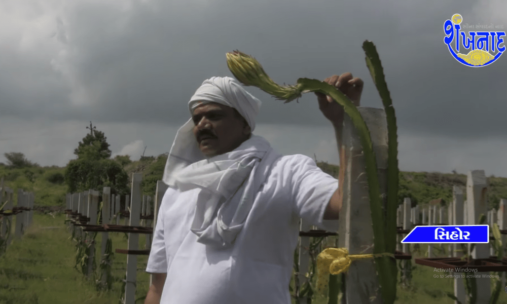 Farmer's son and MLA Jeetu Vaghani goes to farm, experimenting with bulls instead of tractors