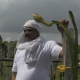 Farmer's son and MLA Jeetu Vaghani goes to farm, experimenting with bulls instead of tractors