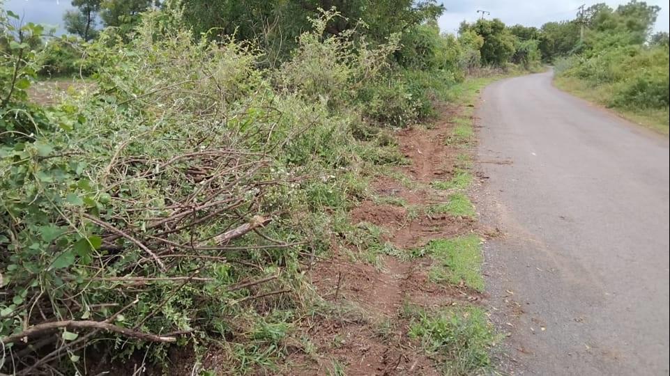 Another echo of Shankhnaad News; Removal of mad acacias on Bhadli Road in Sihore started - Vikram Singh's submission got written