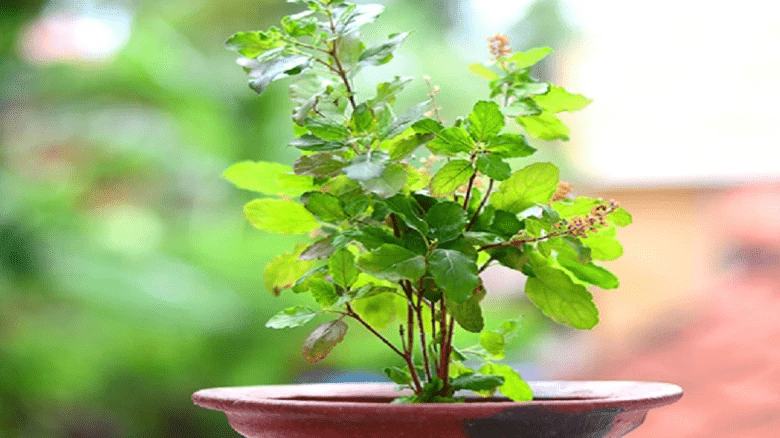 Should basil be gifted? Know the proper day and rules for gift giving