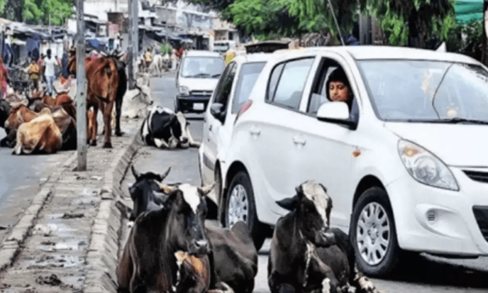 Cattle grazing in the main vegetable market of Sihore