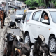 Cattle grazing in the main vegetable market of Sihore
