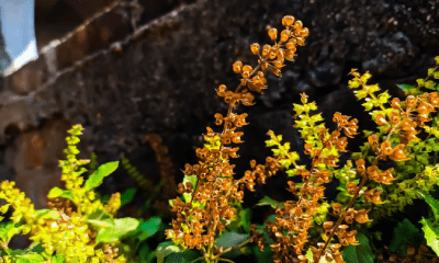 Tulsi Excessive Dryness Meaning and Remedies