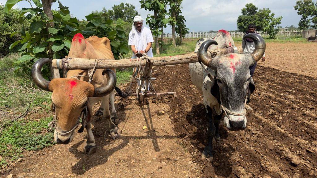 MLA Jitu Vaghani is a politician as well as a successful farmer; Become a common person and cultivate the field like a farmer