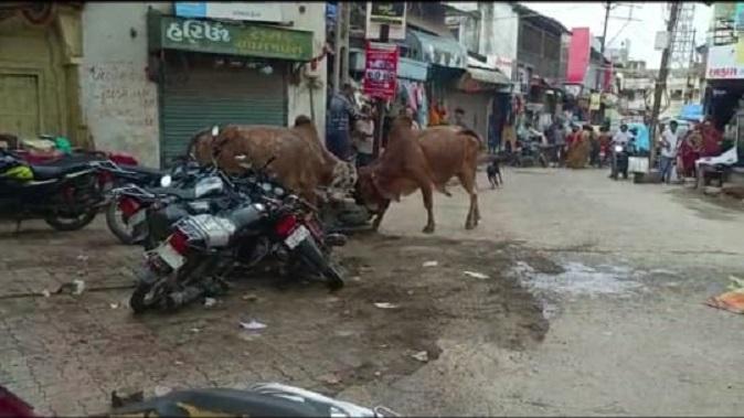 Sihor; Two bulls went to war in the market, people's lives were at stake in the explosion