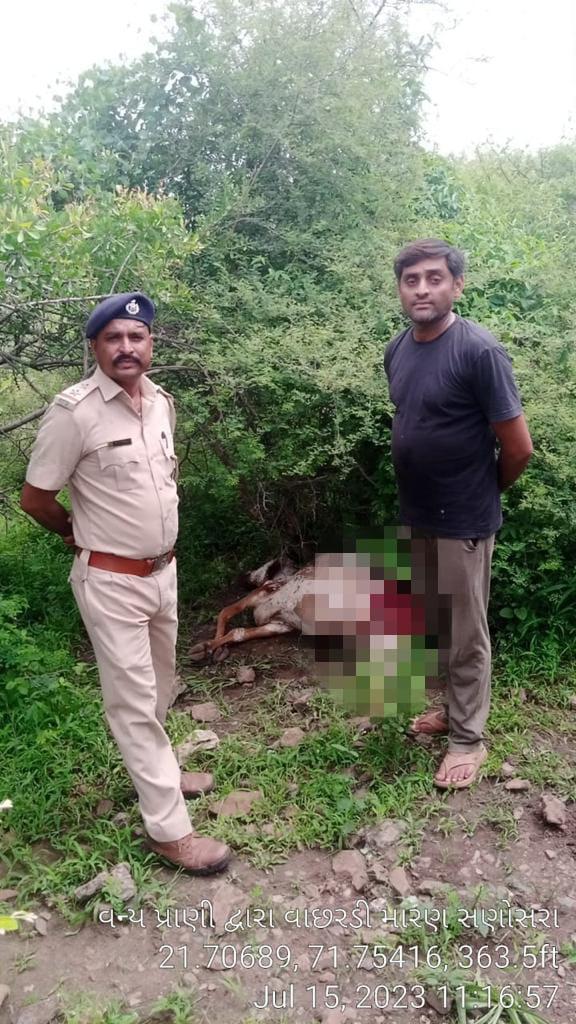 Leopard terror continues; A leopard killed an animal near Sanosara in Sihore