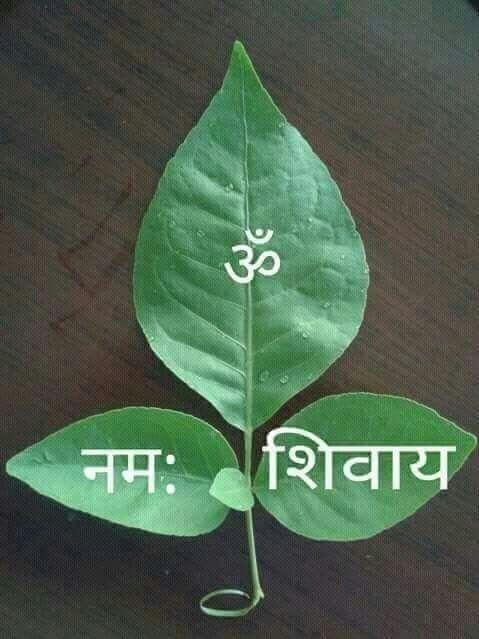 Be sure to do these Belpatra tricks in Savan! All wishes will be fulfilled