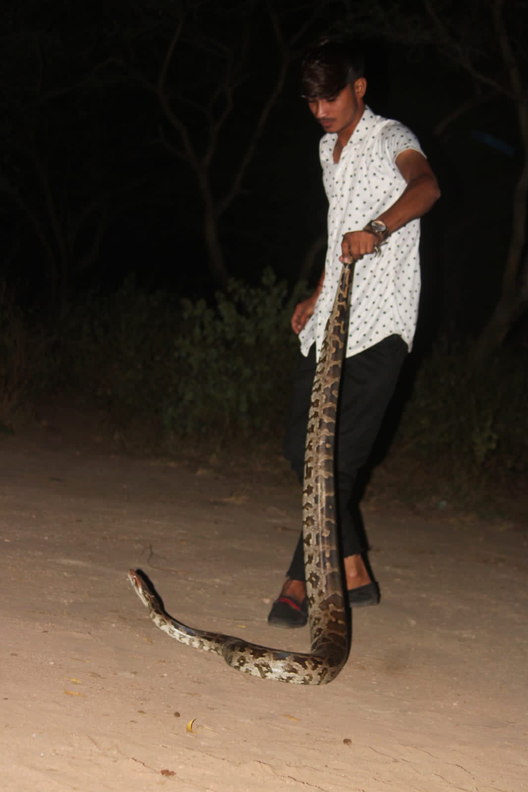 World Snake Day; This is not a snake, but my friend; Thus, people sweat on seeing the snake, but Ajay of Sehore holds it like a toy.