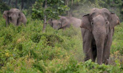 Elephant terror in more than 100 Odisha villages, angry villagers set fire to their backs