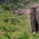 Elephant terror in more than 100 Odisha villages, angry villagers set fire to their backs