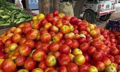 Extent: 90 sacks of tomato stolen from farm: Farmer family held accountable