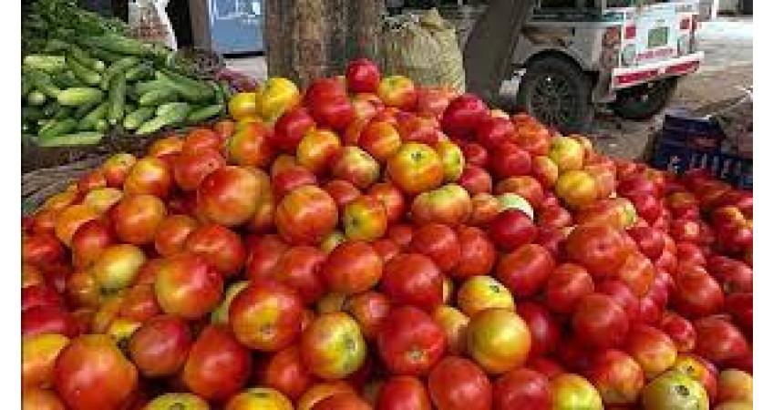 Extent: 90 sacks of tomato stolen from farm: Farmer family held accountable