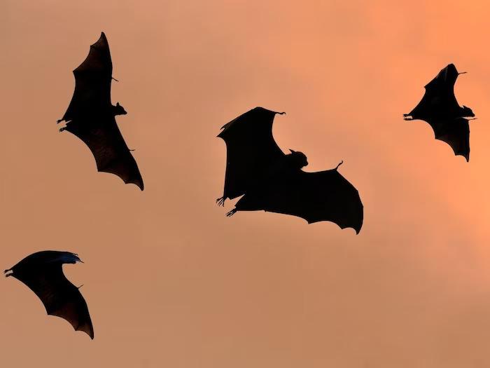 These creatures have wings, they even know the skill of flying, but they are not birds! So how are they different from birds?