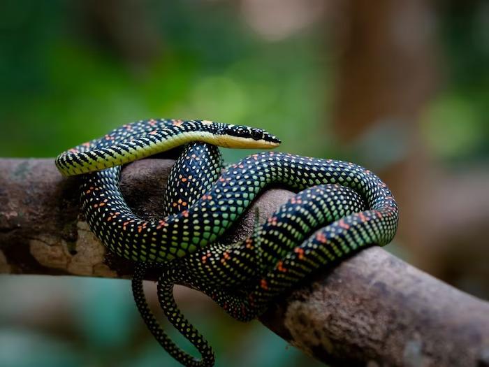 These creatures have wings, they even know the skill of flying, but they are not birds! So how are they different from birds?