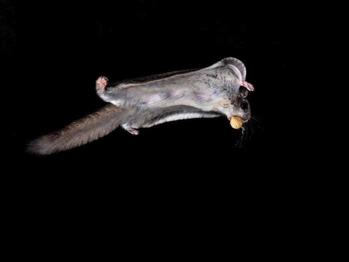 These creatures have wings, they even know the skill of flying, but they are not birds! So how are they different from birds?
