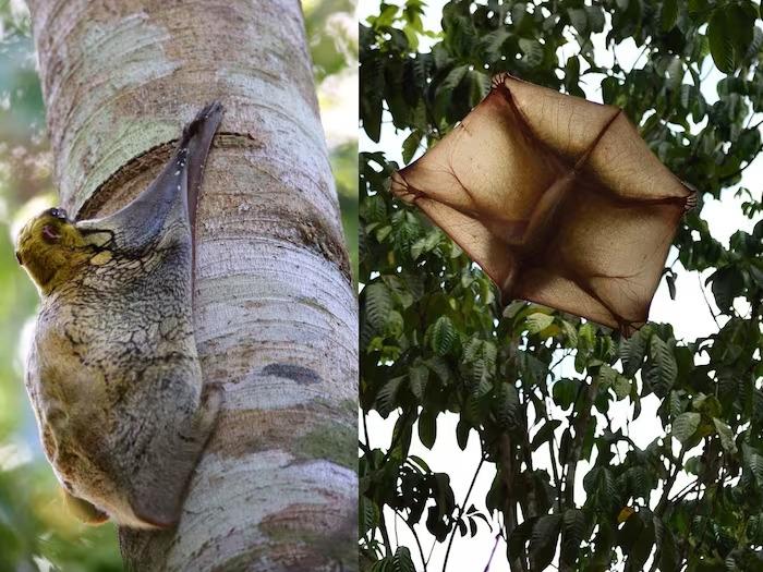 These creatures have wings, they even know the skill of flying, but they are not birds! So how are they different from birds?