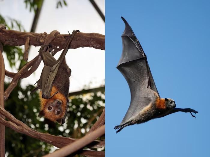 these-creatures-have-wings-they-even-know-the-skill-of-flying-but-they-are-not-birds-so-how-are-they-different-from-birds