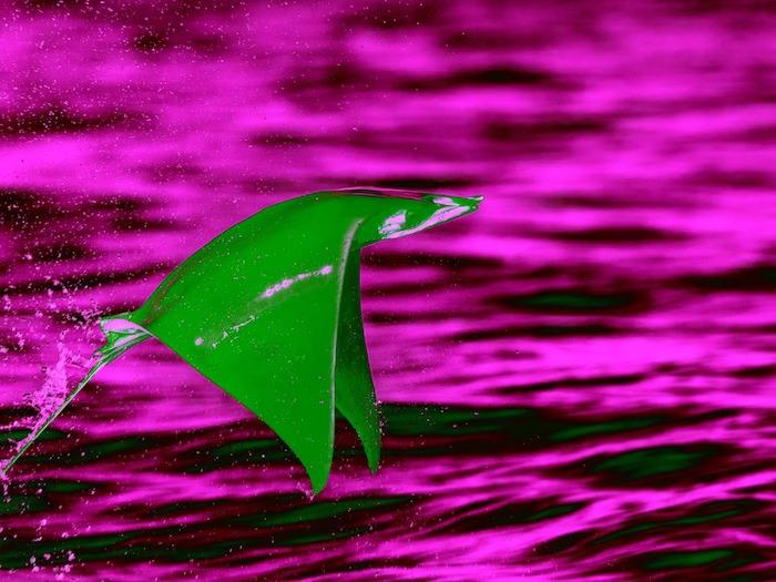 these-creatures-have-wings-they-even-know-the-skill-of-flying-but-they-are-not-birds-so-how-are-they-different-from-birds