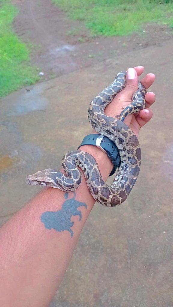 A four feet long python was found in Agiali village of Sihore; Ajay Bambhaliya left the quick in the jungle