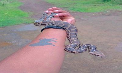 a-four-feet-long-python-was-found-in-agiali-village-of-sihore-ajay-bambhaliya-left-the-quick-in-the-jungle