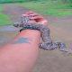 a-four-feet-long-python-was-found-in-agiali-village-of-sihore-ajay-bambhaliya-left-the-quick-in-the-jungle