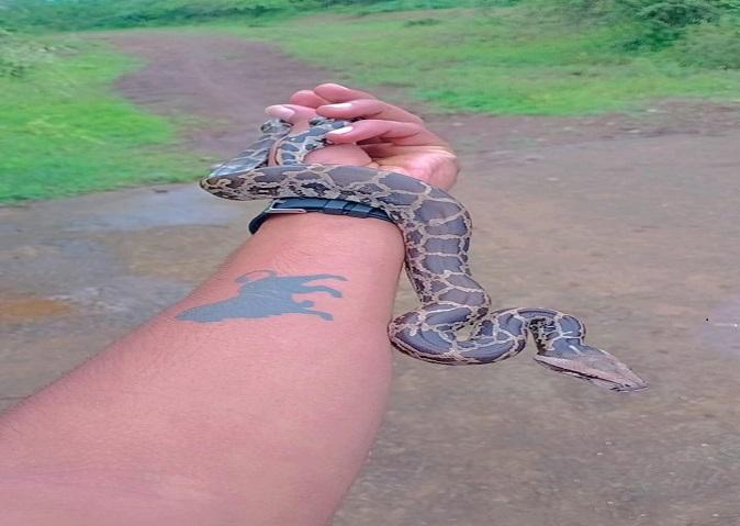 a-four-feet-long-python-was-found-in-agiali-village-of-sihore-ajay-bambhaliya-left-the-quick-in-the-jungle