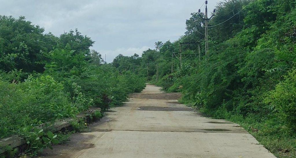 Acacia trees obstruct the path of Sihor Gautameshwar; Popular demand for early removal