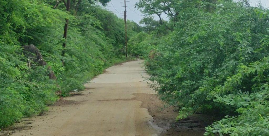 Acacia trees obstruct the path of Sihor Gautameshwar; Popular demand for early removal