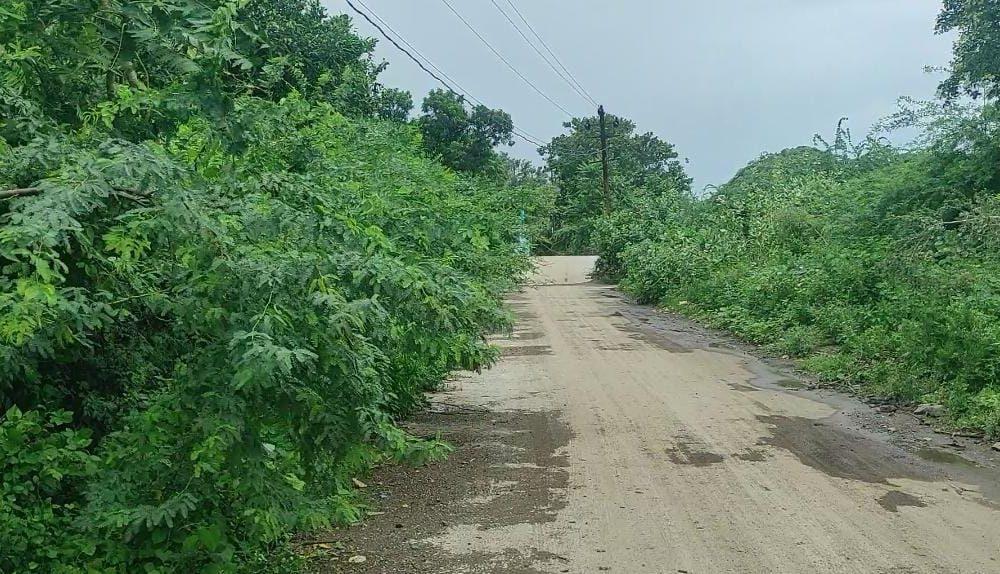 Acacia trees obstruct the path of Sihor Gautameshwar; Popular demand for early removal