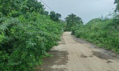 Acacia trees obstruct the path of Sihor Gautameshwar; Popular demand for early removal