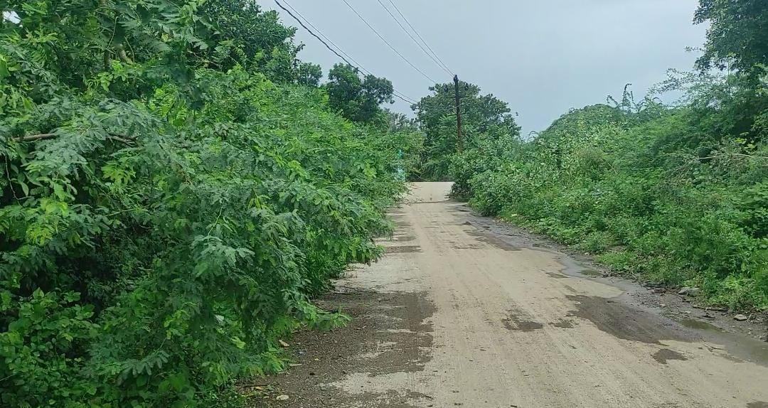 Acacia trees obstruct the path of Sihor Gautameshwar; Popular demand for early removal