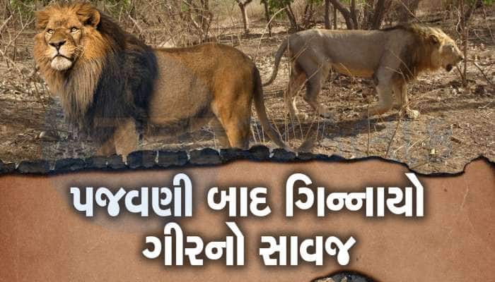 Revenge of Gir's cousin: If you tease me, I will not leave you too, lion attack in Anida village of Dhasa