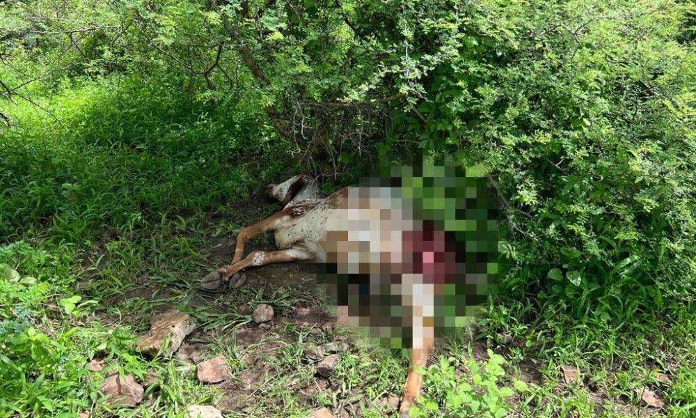 Leopard terror continues; A leopard killed an animal near Sanosara in Sihore