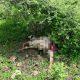 Leopard terror continues; A leopard killed an animal near Sanosara in Sihore