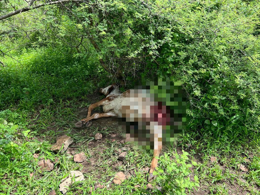 Leopard terror continues; A leopard killed an animal near Sanosara in Sihore
