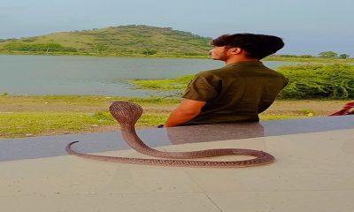 World Snake Day; This is not a snake, but my friend; Thus, people sweat on seeing the snake, but Ajay of Sehore holds it like a toy.