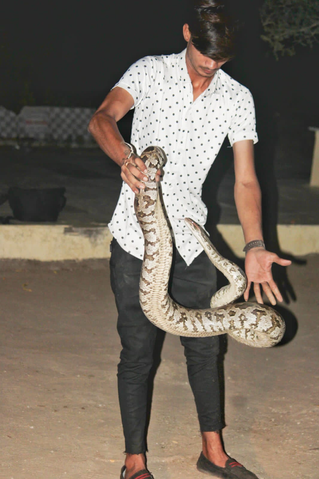 World Snake Day; This is not a snake, but my friend; Thus, people sweat on seeing the snake, but Ajay of Sehore holds it like a toy.
