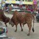 Sihor; Two bulls went to war in the market, people's lives were at stake in the explosion