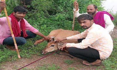 Maldhari youths protecting Nile cows from dogs in the hilly area of Sarvedi village in Sihore