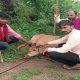 Maldhari youths protecting Nile cows from dogs in the hilly area of Sarvedi village in Sihore