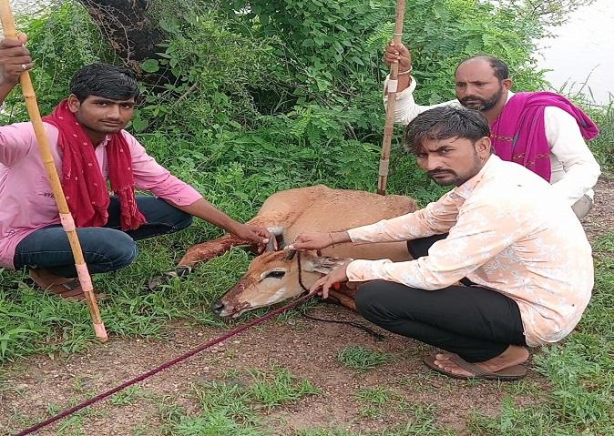 Maldhari youths protecting Nile cows from dogs in the hilly area of Sarvedi village in Sihore