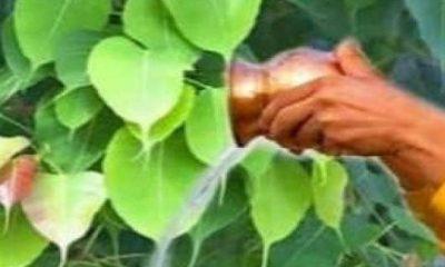 the-mahatmya-of-pipla-puja-in-the-month-of-purushottam