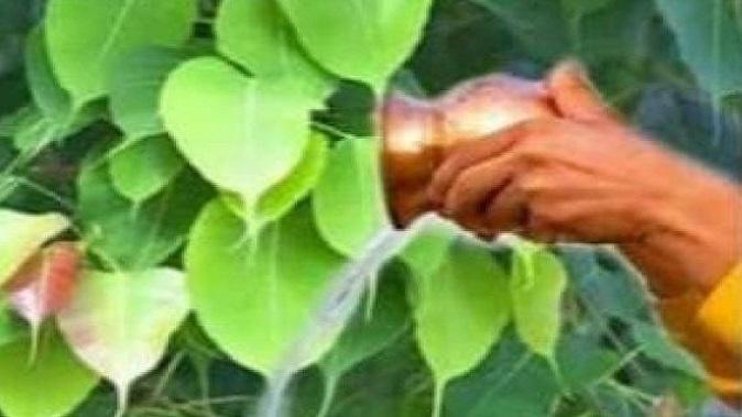 the-mahatmya-of-pipla-puja-in-the-month-of-purushottam
