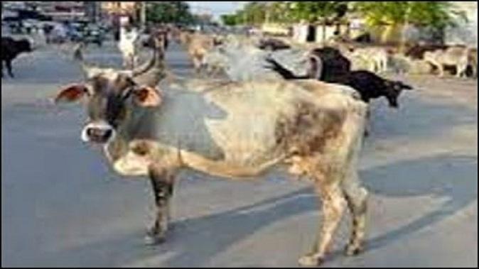 cattle-accident-in-bhavnagar-one-son-of-a-family-dies