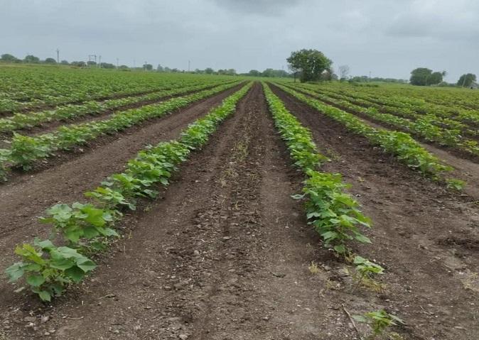 due-to-continuous-rains-in-the-district-including-sihore-fear-of-failure-of-agriculture-dreams-of-farmers-along-with-cotton-were-also-washed-away