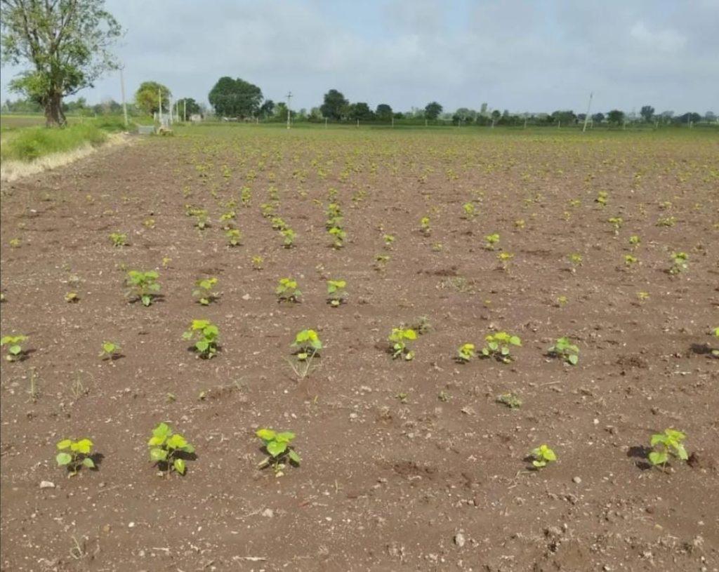 due-to-continuous-rains-in-the-district-including-sihore-fear-of-failure-of-agriculture-dreams-of-farmers-along-with-cotton-were-also-washed-away