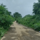 on-the-road-leading-to-sihore-gautmeswar-road-acacias-were-seen-obstructing-the-road