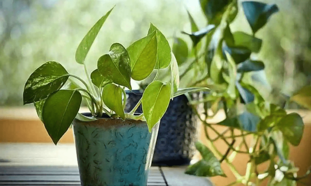 Is it right to install money plant by stealing? Do not make these 5 mistakes, the treasury will be empty